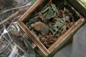 dormouse nest box boxes check
